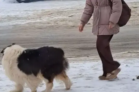 Найдена собака, Тимирязевское, фото: Найдена собака, улица Ленина, Тимирязевское - трезцветный, купирован, высокий в холке