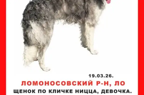 Пропала собака, Солнечная улица, 100, Лаголовское - щенок русской псовой борзой - photo