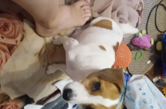 Пропала собака, улица Кутузова, Смоленск - Джек Рассел терьер мини - photo