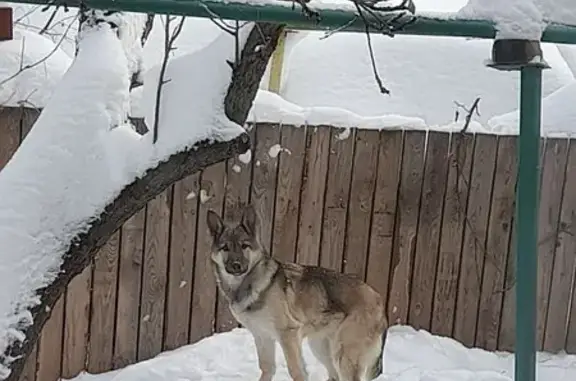 Пропала собака, мужской пол, 25-я линия, Иваново - похож на волка - photo