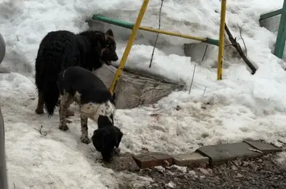 Найденные животные Пенза, фото: Найден собака, Ладожская улица, 133, городской округ Пенза - спаниель и похожая на овчарку