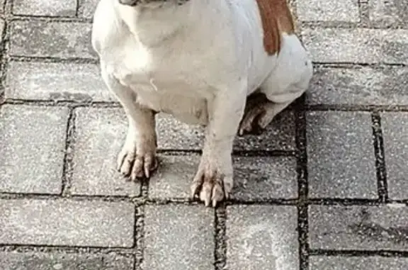 Найдена собака, Родина, фото: Найдена собака, Садовая улица, 9, Родина - белая с коричневыми пятнами