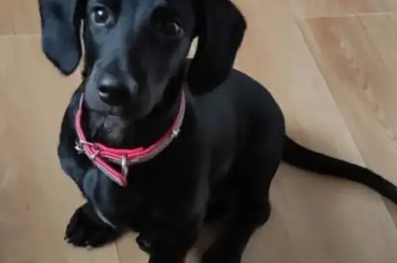 Пропал собака, Благовещенск - черная такса - photo