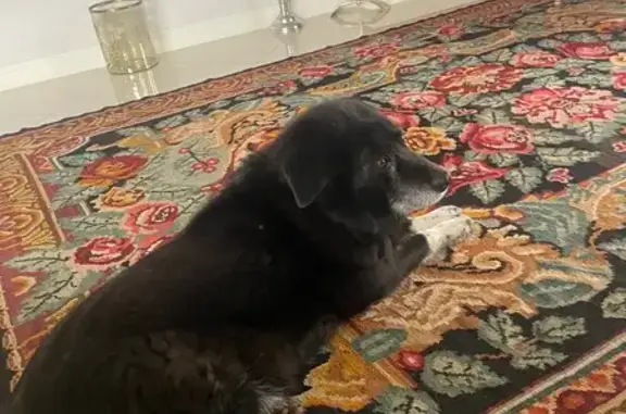 Пропал собака, 5 с6, район Коммунарка - черный лохматый пес - photo