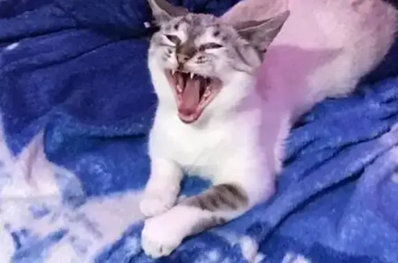 Пропала кошка, Клубничная улица, городской округ Тамбов - розовый ошейник с шипами - photo