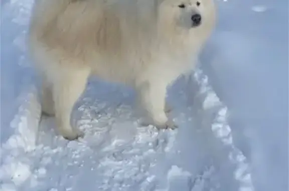 Пропал собака, 46Н-04176, Андреевское - белый окрас, снежный нос - photo
