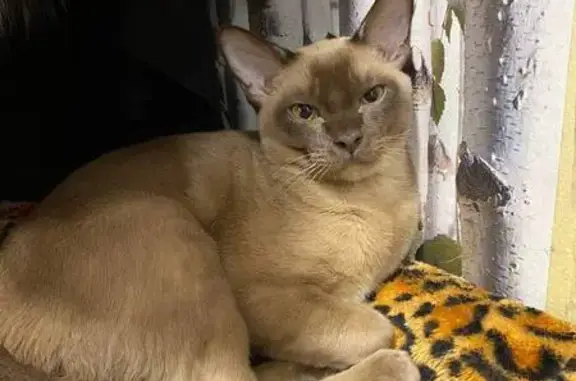 Пропала кошка, улица Турку, 8 к1, Санкт-Петербург - photo