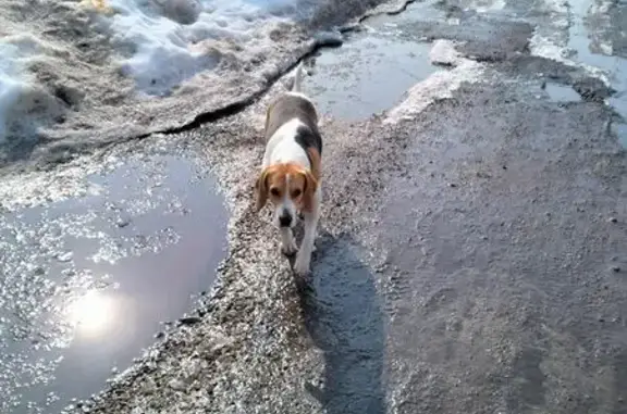 Найдена собака, Казань, фото: Найден бигль, улица Академика Павлова, 1, Казань - бегает на конечной остановке трамвая