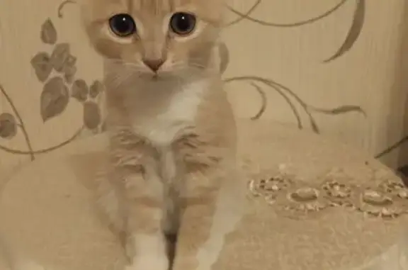 Пропала кошка, улица Дружбы, 11 к1, Великие Луки - рыжий окрас - photo