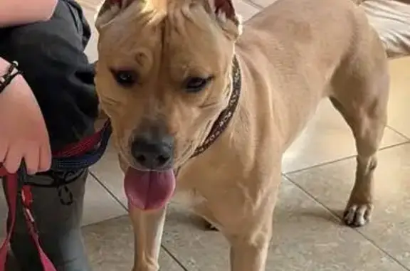 Объявления о пропавших и найденных животных, Истра, фото: Найден собака, 46Н-02861, Истра - рыжий стаффордширский терьер