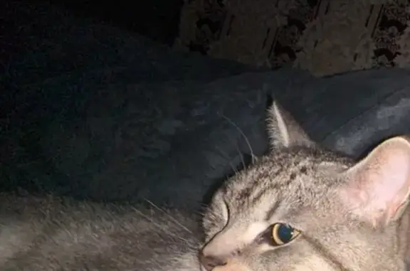 Пропала кошка, улица Танкиста Хрустицкого, Санкт-Петербург - photo