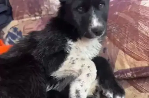 Найдена собака, Анапская, фото: Найдена собака, Анапская улица, 55, Анапская - чёрно-белая девочка, 4 месяца