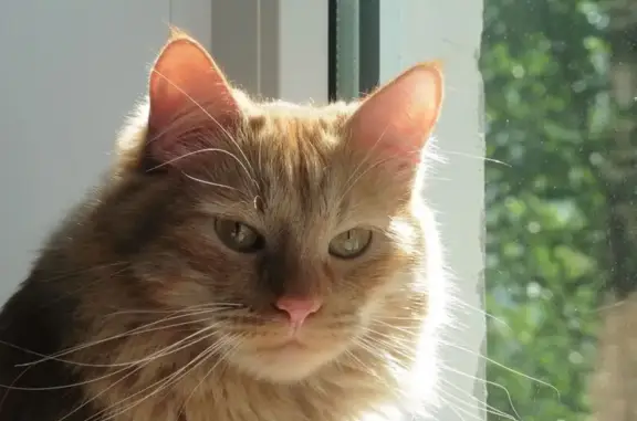 Пропал кот, Псков - рыжий, пушистый, боится людей - photo