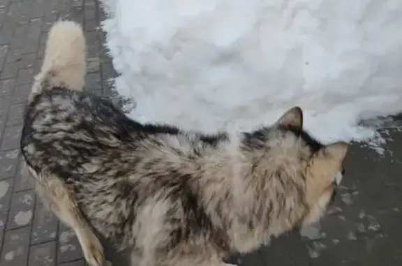 Найдена собака, Казань, фото: Найдена собака, Приволжская улица, 210, Казань - маламут, хромает на правую лапу