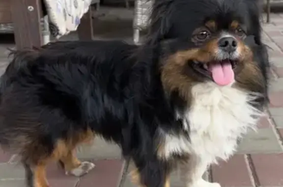 Найдена собака, Ростов-на-Дону, фото: Найден собака, проспект Ленина, Ростов-на-Дону - кобель небольшой, ухоженный