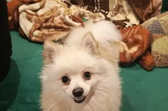 Найдена собака, Липецк, фото: Найден собака, Волгоградская улица, 13, Липецк - мужской пол