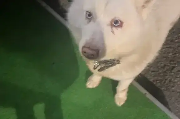 Найденные животные Южно-Сахалинск, фото: Найдена собака, Больничная улица, 31Б, Южно-Сахалинск - белая, хромает на левую лапку