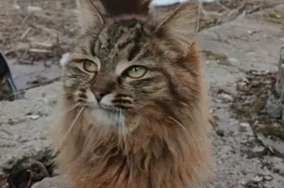 Найдена кошка, Нижний Новгород, фото: Найдена кошка женского пола, улица Премудрова, 14 к1, Нижний Новгород - очень ласковая