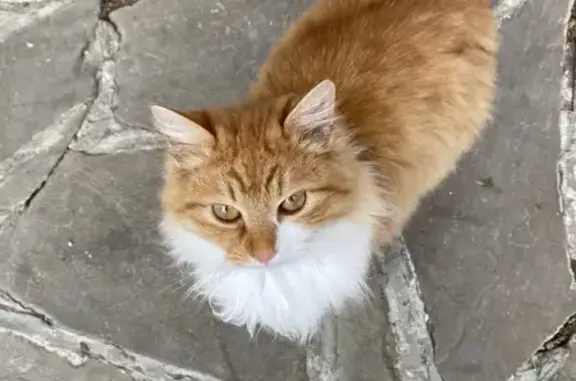 Пропала кошка, улица Вартанова, 1, Аксай - молодая, примерно 6 месяцев - photo