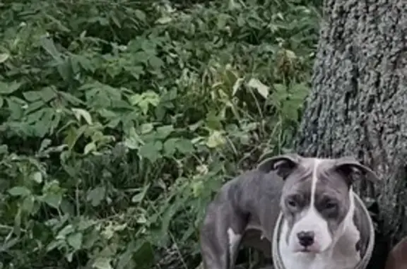 Пропала собака, Гражданская улица, 119 к1, Чебоксары - серая с шрамами - photo