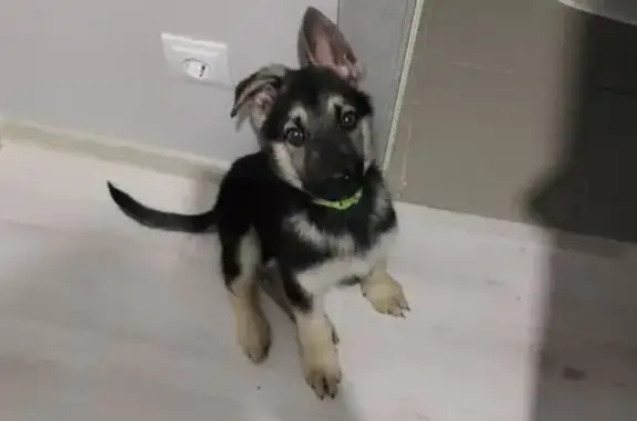 Пропал собака, мужской, проспект Ленина, Волгоград - photo