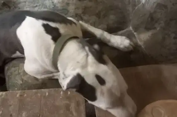 Найдена собака, Кемерово, фото: Найдена собака, Кемерово - щенок в тёмно-зелёном ошейнике