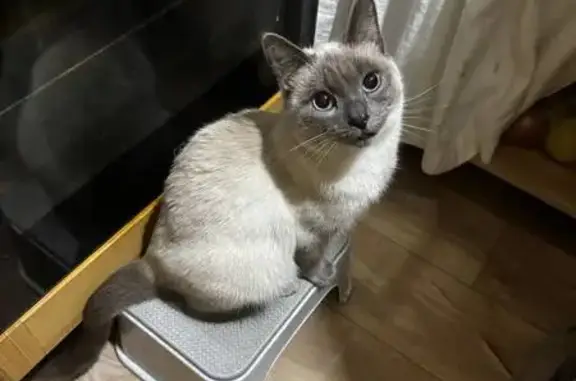 Пропала кошка, улица Ленина, Невьянск - бело-серая с голубыми глазами - photo