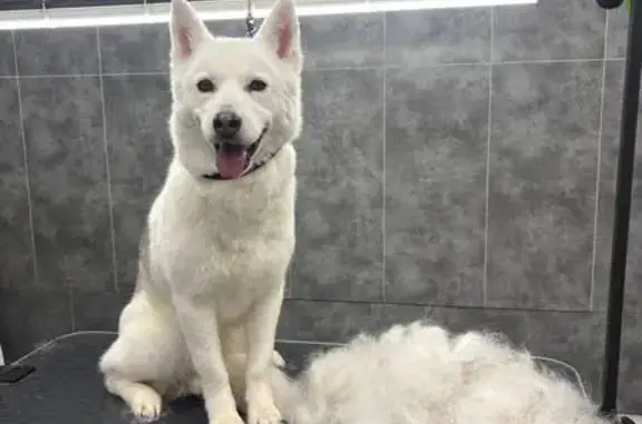 Пропала собака, женская, Янтарный проезд, 17, Москва - метис с ярко-розовым адресником - photo