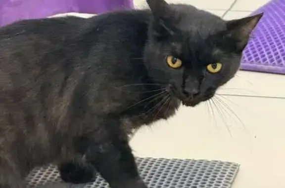 Найдена кошка, Тюмень, фото: Найдена кошка, мужской пол, Широтная улица, 190 к3, Тюмень - в ошейнике