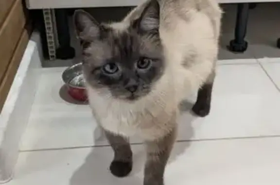 Найдена кошка, Брянск, фото: Найдена кошка, 2-я Толмачёвская улица, 14, Брянск - сиамская и беременная