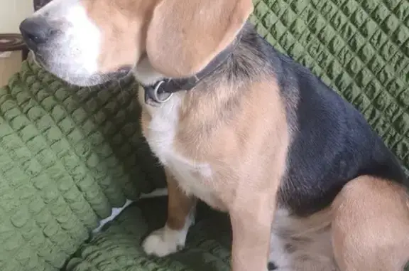 Найдена собака, Таганрог, фото: Найден собака, Николаевское шоссе, 12, Таганрог - рыжий бигль