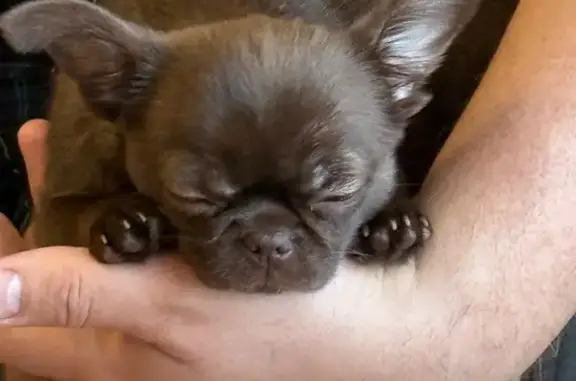 Пропала собака, Молдавская улица, Челябинск - шоколадная с розовой шлейкой - photo