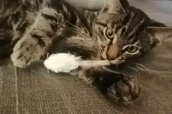 Найдена кошка, Тверь, фото: Найден кот, улица Можайского, 87, городской округ Тверь - похож на мраморного бенгала