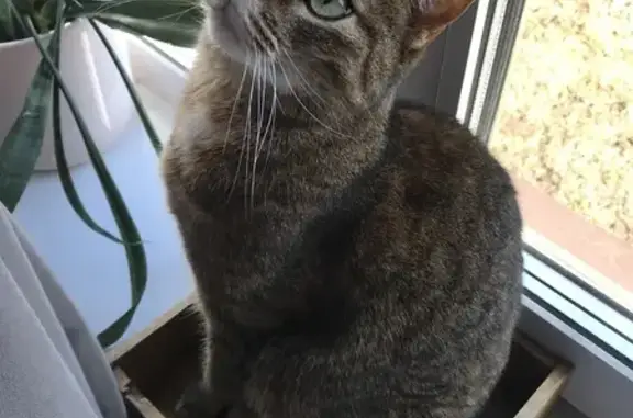 Пропала кошка, Благодатная улица, Пушкин - худощавая с большими глазами - photo