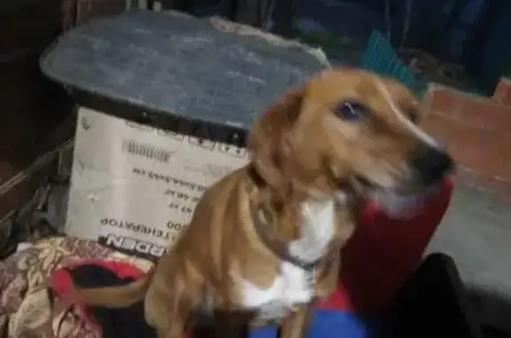 Найдена собака, Майкоп, фото: Найдена собака, улица Гоголя, 37, Майкоп - на лапках белые носочки