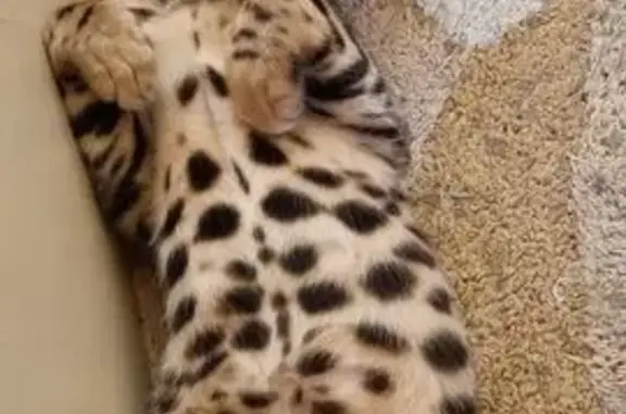 Пропала кошка, Хибинский переулок, 38, Ростов-на-Дону - маленький леопард - photo