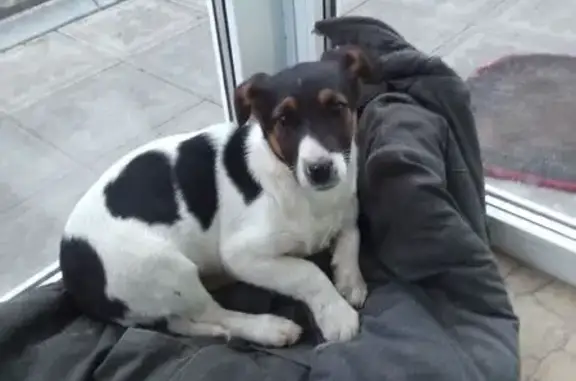 Найдена собака, Урюпинск, фото: Найден собака, улица Крупской, 87, Урюпинск - бело-чёрный окрас