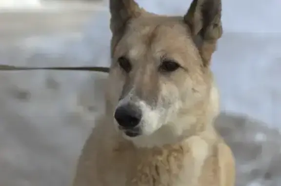 Найдена собака, Сихонкино, фото: Найдена собака, Сихонкино - охотничья лайка, девочка