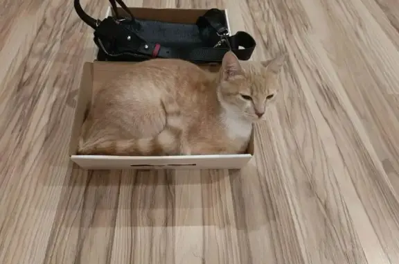 Пропала кошка, Ильменский переулок, Ростов-на-Дону - персиковый цвет, молодая - photo