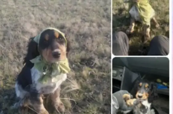 Пропал собака, Алексеевский район - чёрный с коричневыми лапками и белой грудкой - photo