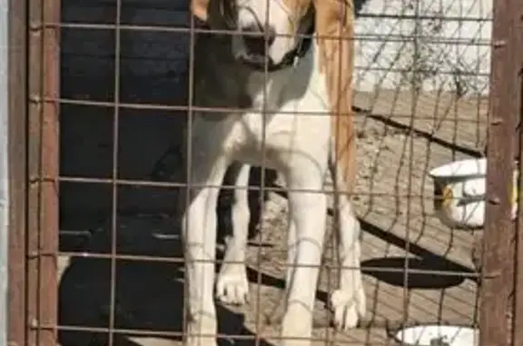 Пропала собака, Железнодорожная улица, 45, Псков - гончая русская Пегая - photo