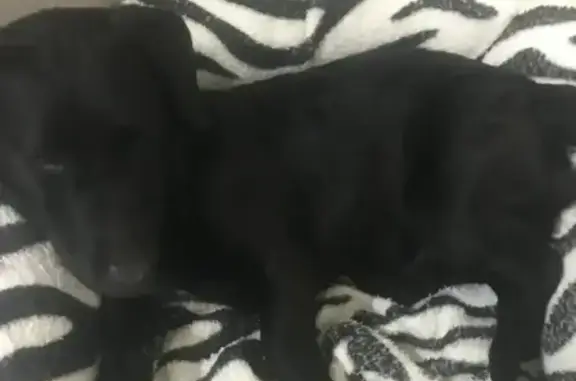 Найдена собака, Анапа, фото: Найден собака, улица Ленина, 112, Анапа - черный окрас, ошейник с надписью