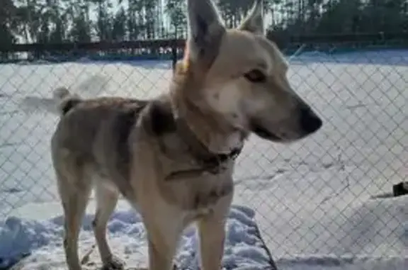 Потерянные животные Кукмор, фото: Пропала собака, Школьная улица, Старый Пинигерь, Кукмор