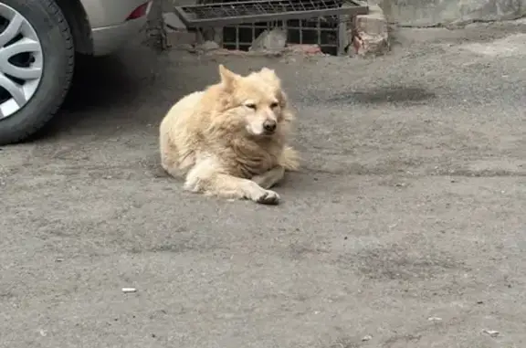 Найдена собака, Ростов-на-Дону, фото: Найден кобель, улица Суворова, 19/21, Ростов-на-Дону - контактный, ладит с детьми