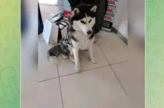 Пропала собака, женский пол, Ачинская улица, 6, Томск - черно-белый окрас и голубые глаза - photo