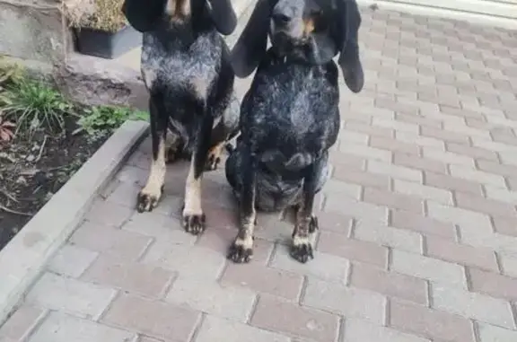 Пропала собака, улица Коммунаров, Ракитное - photo