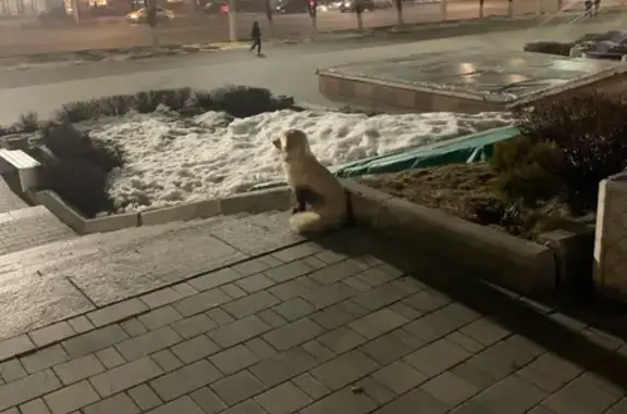 Найдена собака, Тула, фото: Найдена собака, Советская улица, Тула - белое пятно на шее