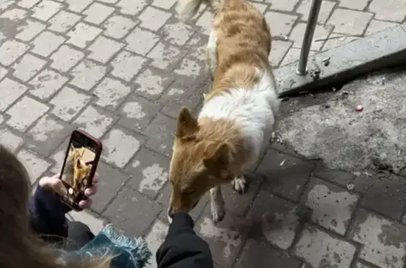 Найдена собака, Екатеринбург, фото: Найдена собака с ошейником, улица Юмашева, 5, Екатеринбург