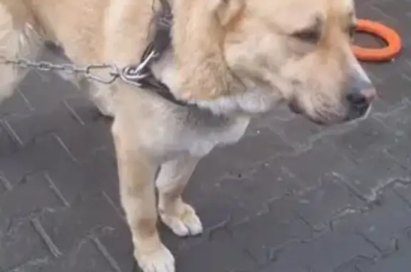 Пропал собака, Юганская улица, 16, Тюмень - алабай рыжий, откликается на Орхан - photo