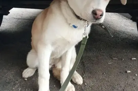 Найденные животные Самара, фото: Найдена собака, бульвар Ивана Финютина, 9, Самара - щенок с ошейником и поводком